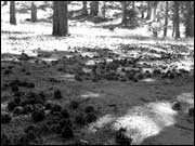 Mount San Jacinto State Park