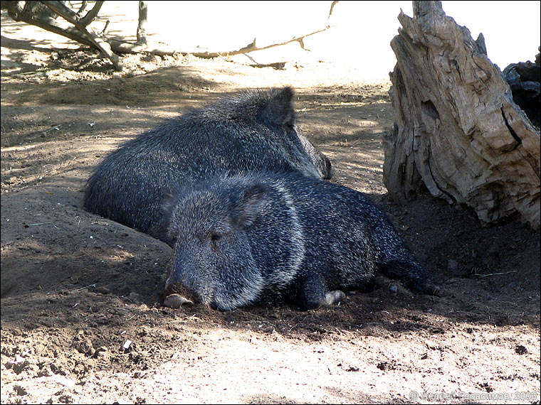 Chacoan Peccary
