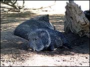 Chacoan Peccary