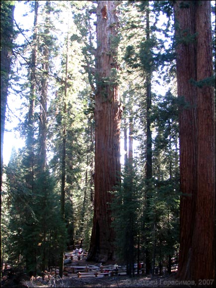 General Sherman Tree