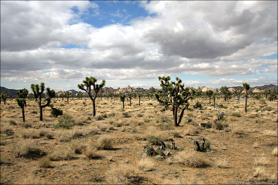 Joshua Tree National Park