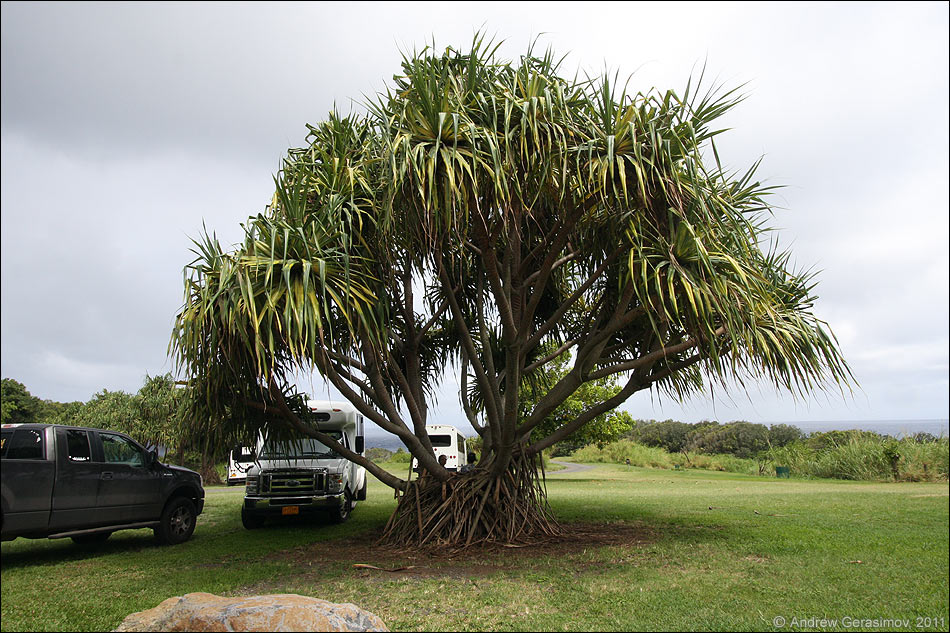 ������ ����