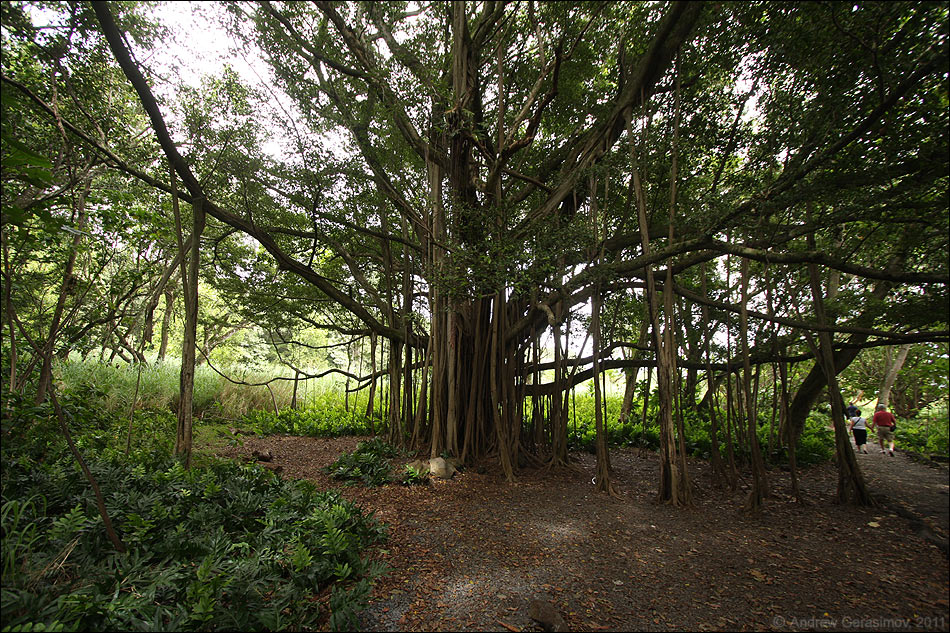 ������ ������