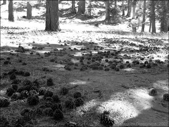 Mount San Jacinto State Park