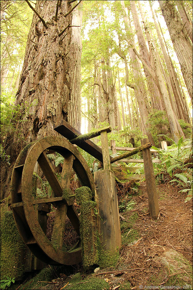 Trees of Mystery