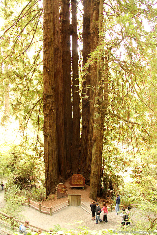 Cathedral Trees