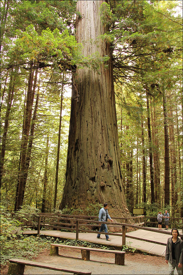 Brotherhood Tree